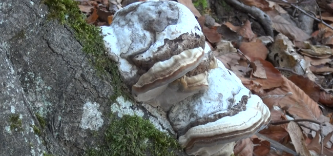 Hassa'da kav mantarı geleneği sürdürülüyor